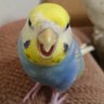 つるこ🌻 profil fotoğrafı