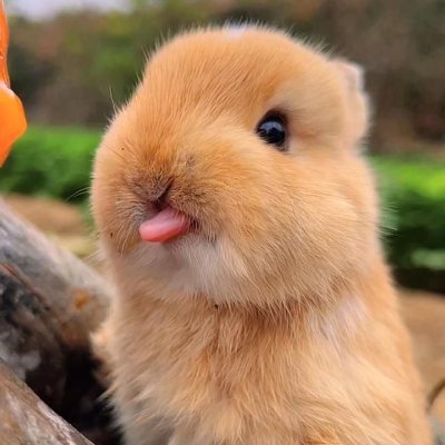Why you should have a rabbit's profile picture