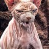 Profilbild von The sphynx cat. It takes out large dogs now.