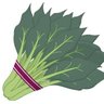 フレッシュ菜っ葉's profile picture