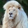N V R profil fotoğrafı