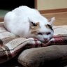 せん profil fotoğrafı