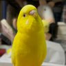 小夏とわたがし profil fotoğrafı