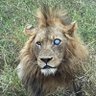 The Real KING OF THE JUNGLE 的头像
