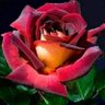 Roza's profile picture