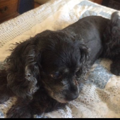 menyico's profile picture