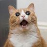 たいと 的头像