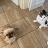 Puss Puss & Dottie ..Titch & Rupe OTRB ็ๅคดๅ