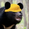 Фото профиля EcoBear