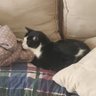 buddy the heavy black heart nosed cat 的头像