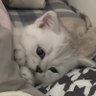 Kairyu 的头像