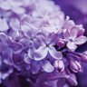 Lilac 的头像