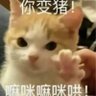 嘛咪嘛咪哄 profil fotoğrafı