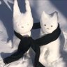gnokki's profile picture