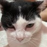 Cravo e Canela's profile picture