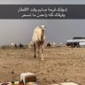 abood ahmed 的头像