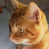 仕事ねこ 的头像