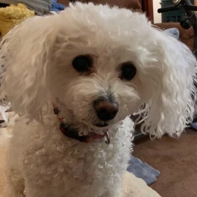 MAJMO50's profile picture