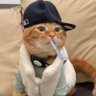 Фото профиля gato mariguano