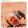Profilbild von Molusconajaula