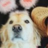 Profilbild von [GD] Drevas