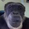 dan.🇺🇸✡️ profil fotoğrafı