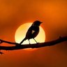 Profilbild von Lone-bird