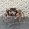 JumpSpider! 的头像