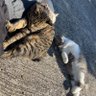NONAME profil fotoğrafı