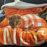1998Vols's profile picture