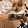 Фото профиля あさみちゃん
