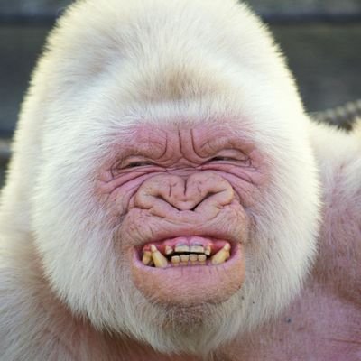 Lakaxito's profile picture