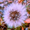 Divina Palabra profil fotoğrafı