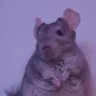 Profilbild von D-lan