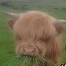 Lizy's profile picture