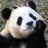 不夜侯 🐼(互fo 互赞 ) profil fotoğrafı