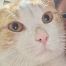 T. profil fotoğrafı