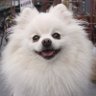 Profilbild von 猫