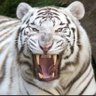 N Pavlovna 🇷🇺❤️🌍's profile picture
