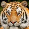 Tiger 的头像