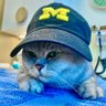 Profilbild von The Traveling Cat Dad