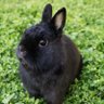Black_rabbit💜🐈‍⬛ profil fotoğrafı