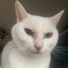 ブリトニー(保護猫) 的头像