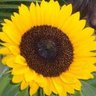Girassol's profile picture