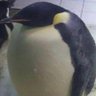 Фото профиля SissouPingu🐧