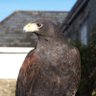 Фото профиля Harris Hawk