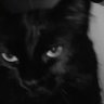 shen's profile picture
