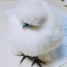 Profilbild von ウーニー