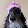 chxpp's profile picture