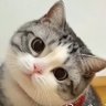 잠쟈는고냔이 profil fotoğrafı
